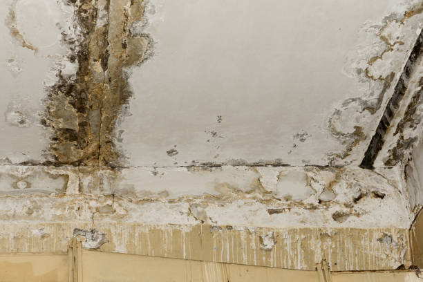 Trusted Luray, VA Water damage restoration Experts