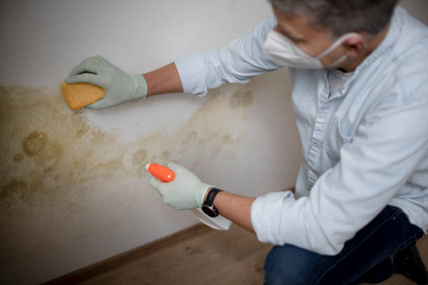 Water damage restoration mold remediation in Luray, VA